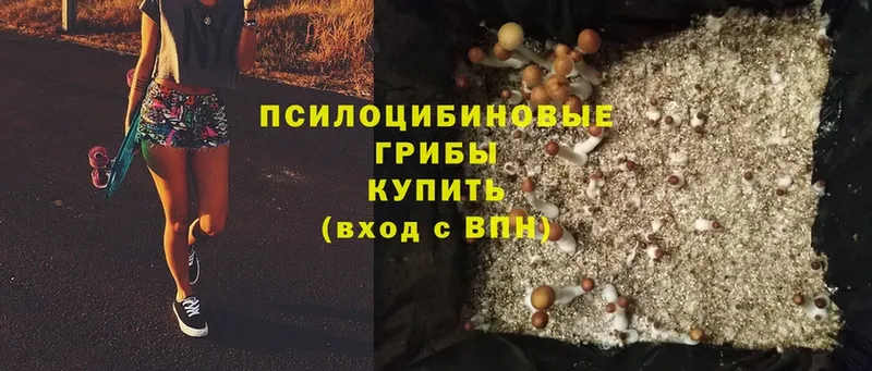 где купить наркоту  Ипатово  Псилоцибиновые грибы Psilocybe 